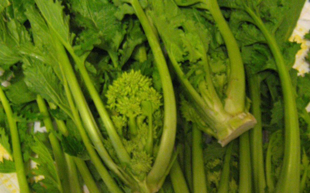 Cima di rapa, Stängelkohl (brassica rapa)