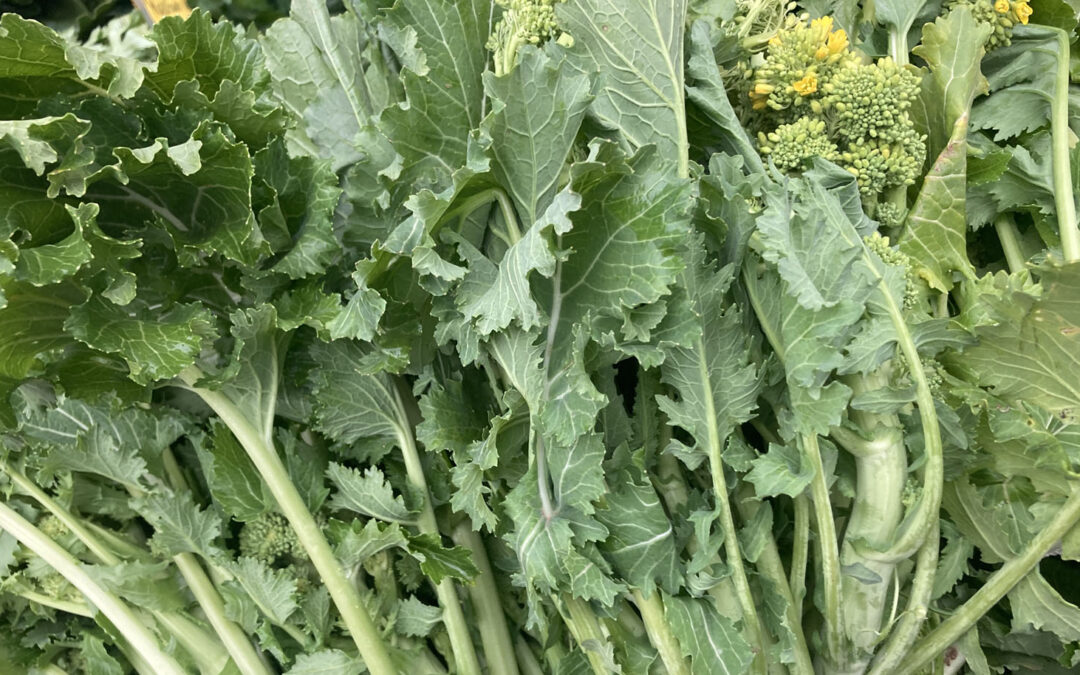 Cima di rapa, Stängelkohl – ein „heimischer Exot“