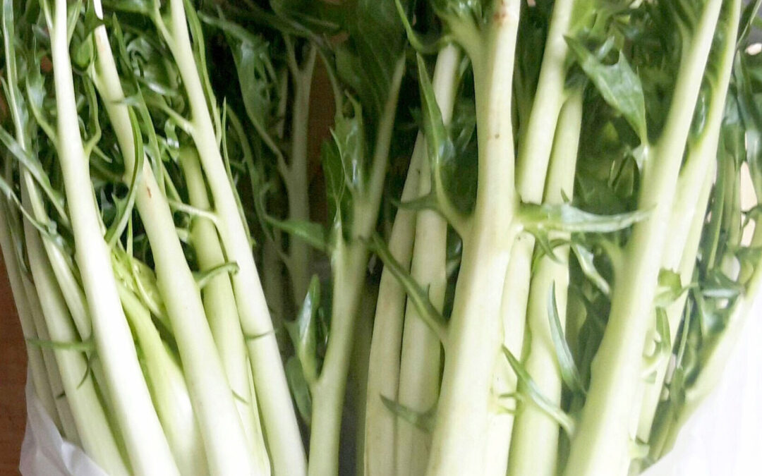 Chicorée puntarella, Puntarelle, Schnittzichorie, Vulkanspargel