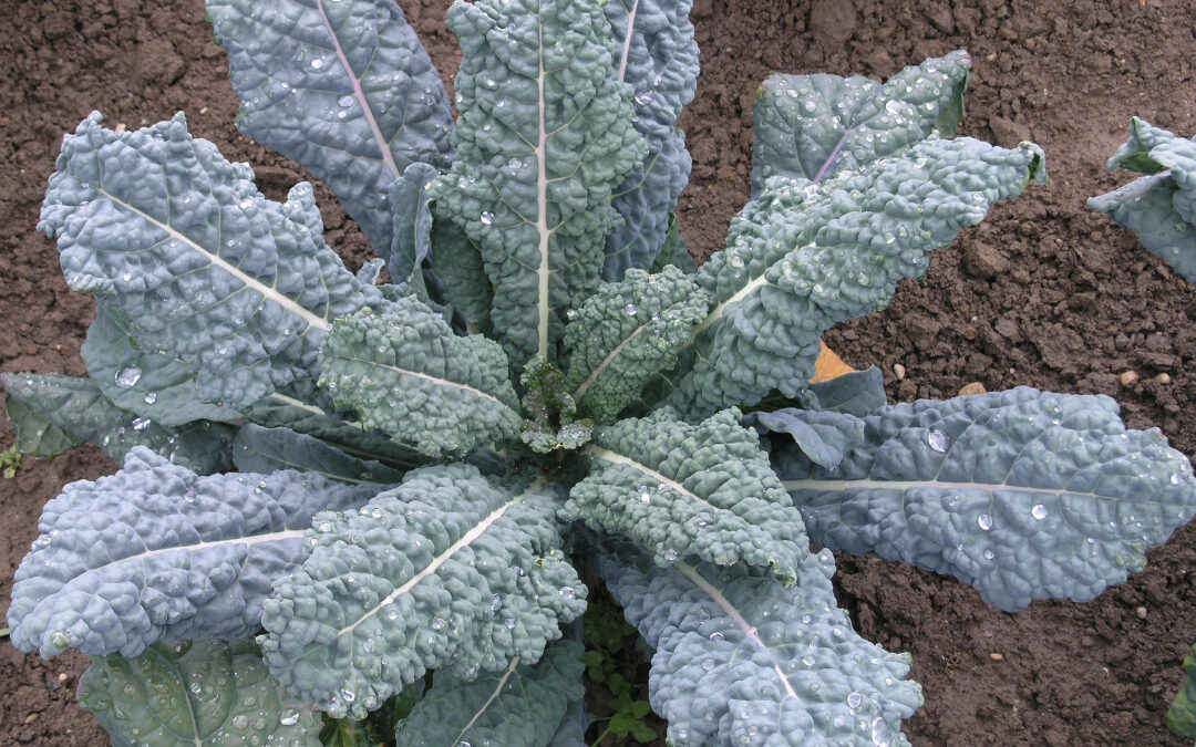 Schwarzkohl, Palmkohl