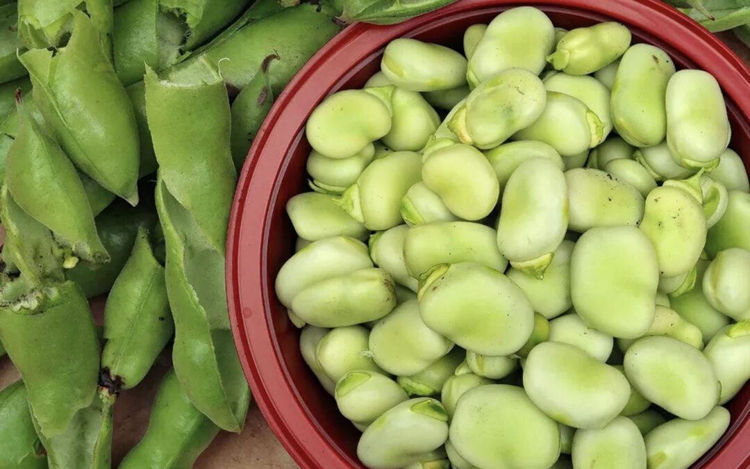 Favabohne, Acker-, Sau- oder Puffbohne: heimische Hülsenfrucht