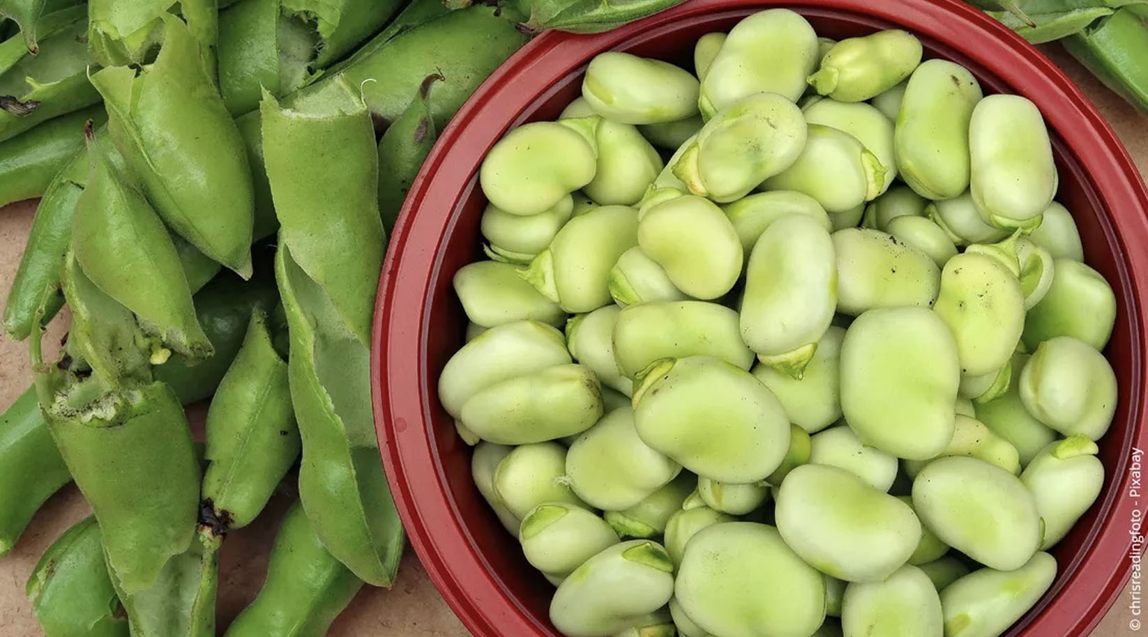 Ackerbohnen, ausgelöst in Schüssel und die Schoten dabeneben