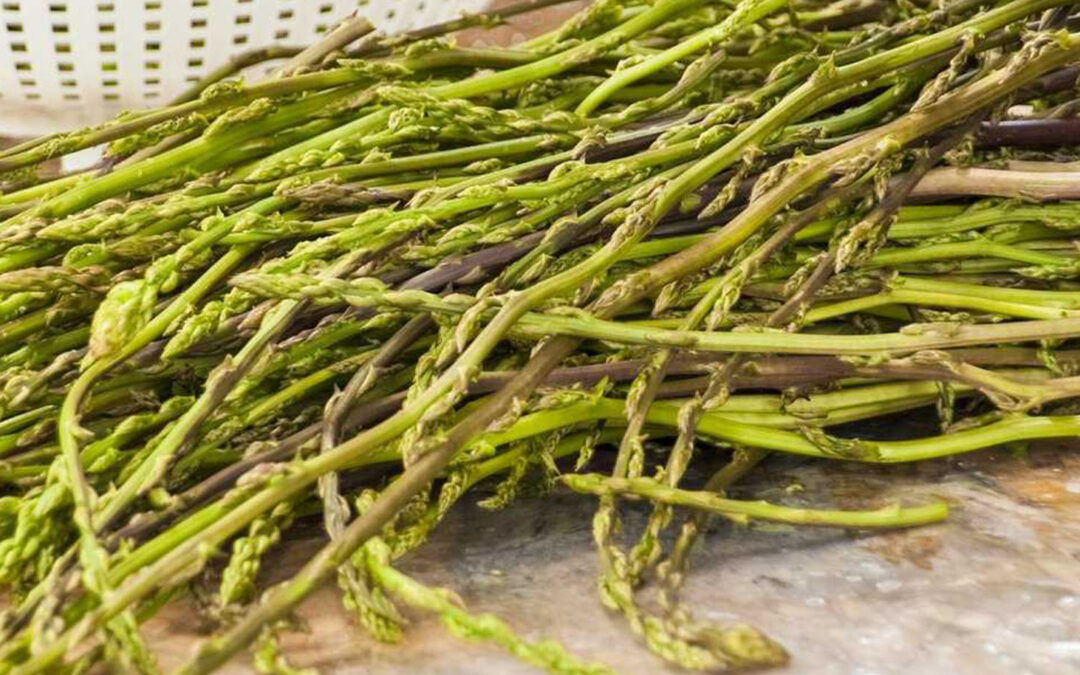 Wildspargel – oder doch Hopfensprossen?