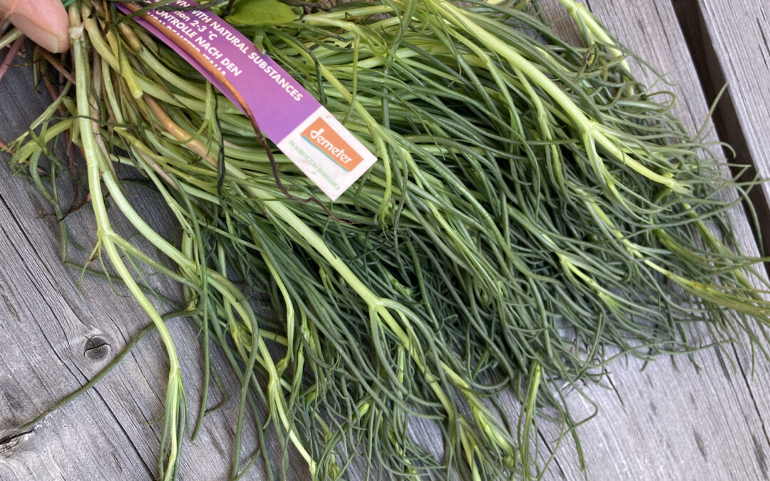 Mönchsbart – Frühlingsspezialität aus Italien