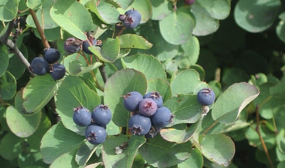 Saskatoon-Beeren oder Felsenbirne, Juneberry